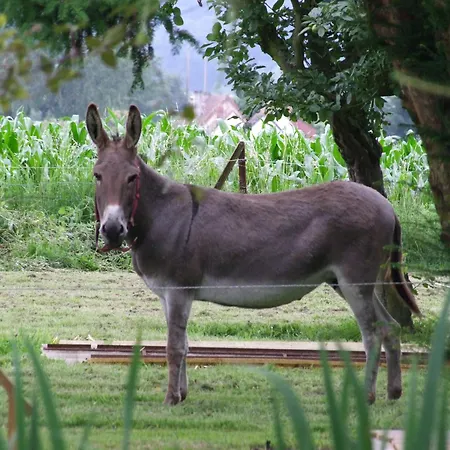 Le Clos Des Anes De Plain-pied Sainte-Marguerite-Sur-Duclair