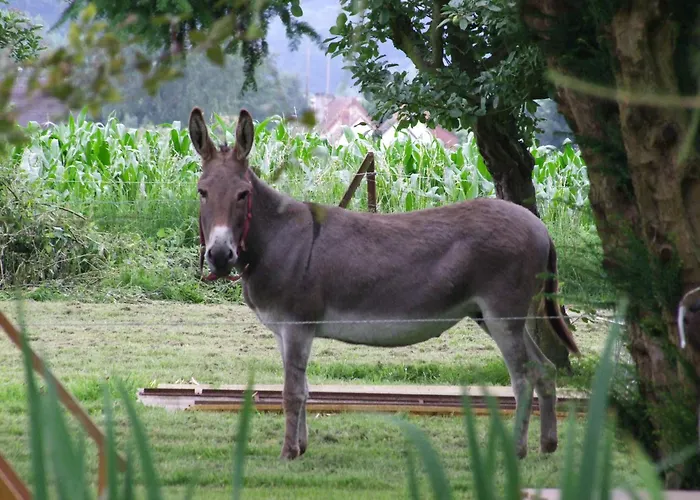 Le Clos Des Anes De Plain-pied Sainte-Marguerite-Sur-Duclair