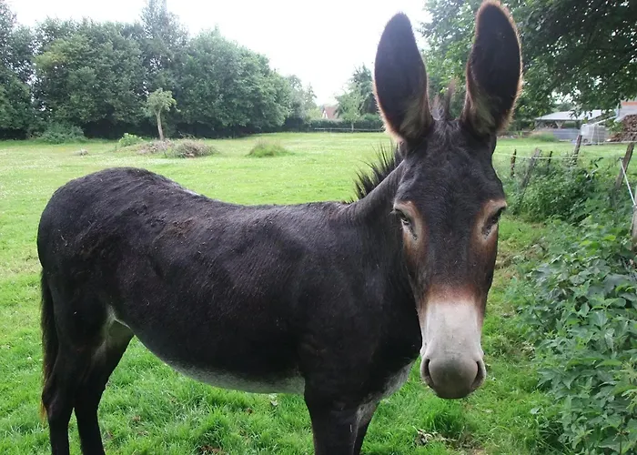 Hébergement de vacances Le Clos Des Anes De Plain-pied Sainte-Marguerite-Sur-Duclair
